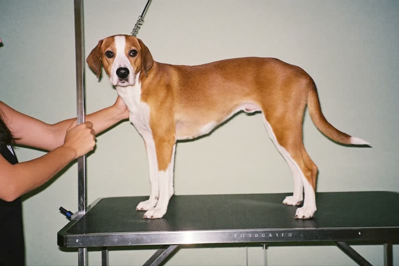 A dog standing calmly on a grooming table