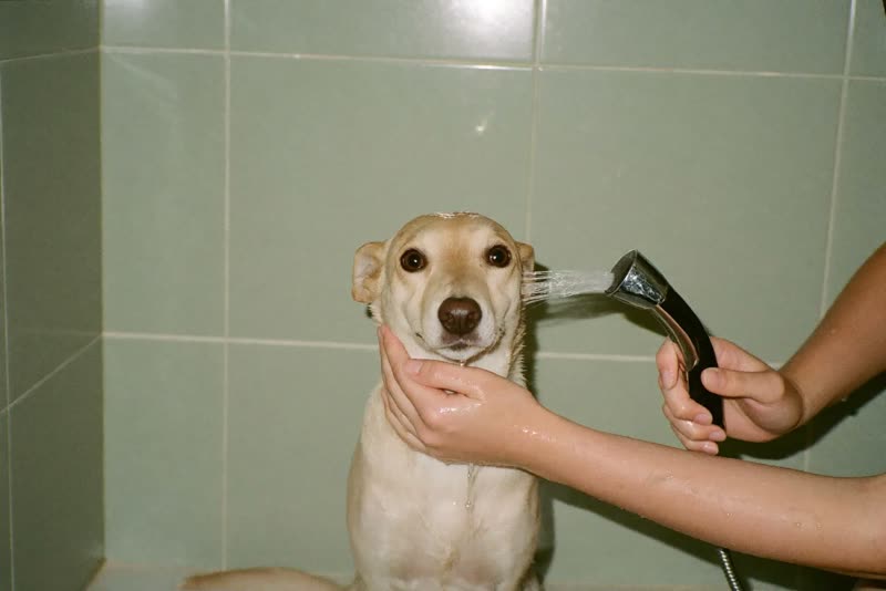 A dog being rinsed in a grooming bath