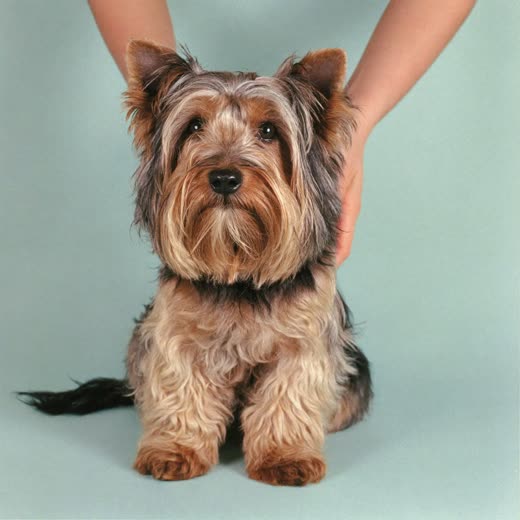 A freshly bathed terrier on a plain pastel backdrop