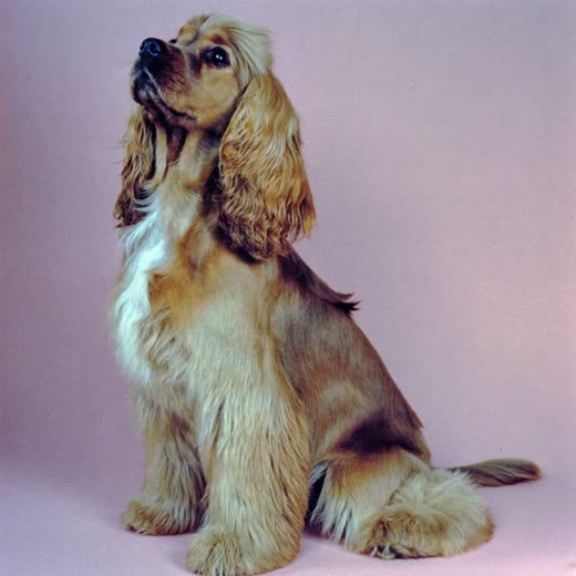 A spaniel with a freshly scissored coat