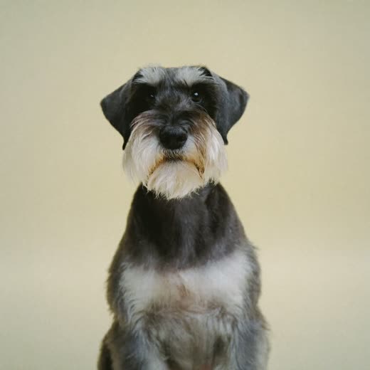 A schnauzer with a neatly tidied coat and beard