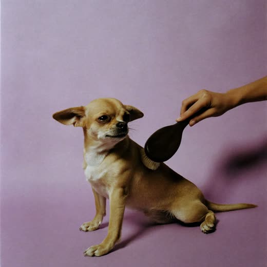 A small dog being brushed out